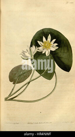 Nymphaea Pygmaea Bot. Mag.a 37. 1525. 1813 Stockfoto