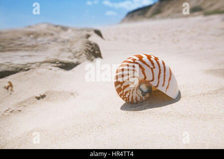 Meeresschnecke auf Sand Strand und Meer Wellen in der Nähe von Bournemouth, UK. flachen dof Stockfoto