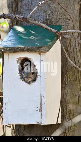 Östliche graue Eichhörnchen (Sciurus Carolinensis) in einem Vogelhaus Stockfoto