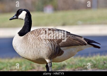 Kanadische Gans (Branta Canadensis) auf dem land Stockfoto