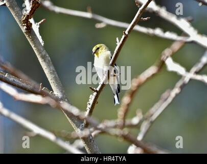 Amerikanische Stieglitz (Spinus Tristis) thront auf einem Baum Stockfoto