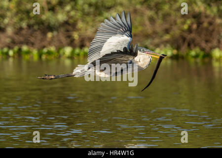 Cocoi Heron fliegen mit einem Süßwasser Aal in den Mund, in der Pantanal-Region von Brasilien, Südamerika Stockfoto