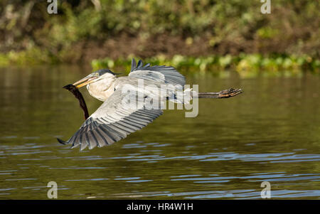 Cocoi Heron fliegen mit einem Süßwasser Aal in den Mund in der Pantanal-Region von Brasilien, Südamerika Stockfoto