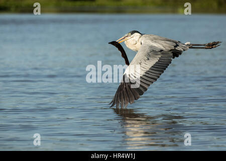 Cocoi Heron fliegen mit einem Süßwasser Aal in den Mund in der Pantanal-Region von Brasilien, Südamerika Stockfoto