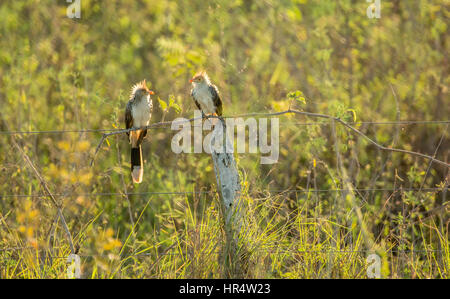 Hinterleuchtete Guira Kuckuck thront auf einem Zaun in der Pantanal-Region von Brasilien, Südamerika Stockfoto