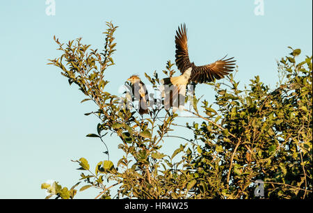 Hinterleuchtete Guira Kuckuck, thront man in einem Busch und der andere Einnahme-Flug bei Sonnenuntergang in der Pantanal-Region von Brasilien, Südamerika Stockfoto