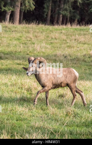 Männliche Bighorn Schafe (Ram) zu Fuß in der Northwest Trek Wildlife Park in der Nähe von Eatonville, Washington, USA Stockfoto