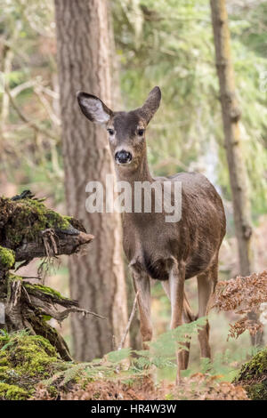 Weibliche Maultier-Rotwild (Doe) in den Wald im Nordwesten Trek Wildlife Park in der Nähe von Eatonville, Washington, USA Stockfoto