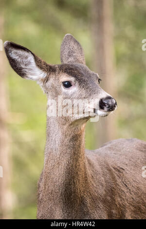 Weibliche Maultier-Rotwild (Doe) in den Wald im Nordwesten Trek Wildlife Park in der Nähe von Eatonville, Washington, USA Stockfoto