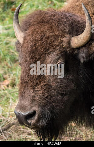 Porträt eines Mannes (Stier) amerikanische Bison im Nordwesten Trek Wildlife Park in der Nähe von Eatonville, Washington, USA Stockfoto