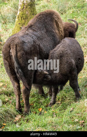 American Bison Kalb Pflege von seiner Mutter im Nordwesten Trek Wildlife Park in der Nähe von Eatonville, Washington, USA Stockfoto