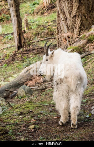 Bergziege im Wald im Nordwesten Trek Wildlife Park in der Nähe von Eatonville, Washington, USA Stockfoto