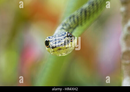 Makro-Bild der golden Baumschlange oder Chrysopelea Ornata Kopf auf mit unscharfen Hintergrund betrachtet Stockfoto