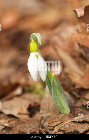 Schneeglöckchen Blume blüht im Frühling über braune Laub Stockfoto
