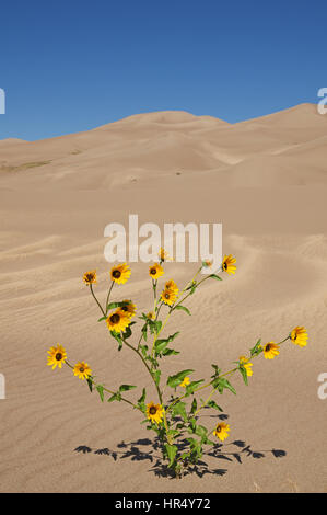 gelbe Prärie Sonnenblumen im Great Sand Dunes National Park in Colorado Stockfoto