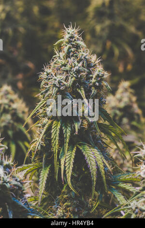 Schönes Porträt einer reifen Blüte legalen medizinischen Marihuana indoor Cannabis Knospe, mit herabhängenden Blättern und stark & lange gelbe und weiße Blütenstempel. Stockfoto