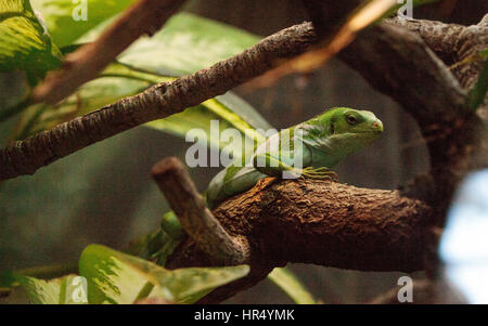Figian gebändert Leguan, wissenschaftlich bekannt als Brachylophus Bulabula auf einem Ast Stockfoto