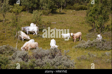 Kühe auf einem Feld in den Bergen in Norwegen Stockfoto