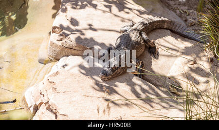 Amerikanisches Krokodil, Alligator Mississippiensis, sonnen sich entlang dem Rand eines künstlichen Baches. Stockfoto