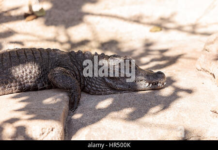 Amerikanisches Krokodil, Alligator Mississippiensis, sonnen sich entlang dem Rand eines künstlichen Baches. Stockfoto