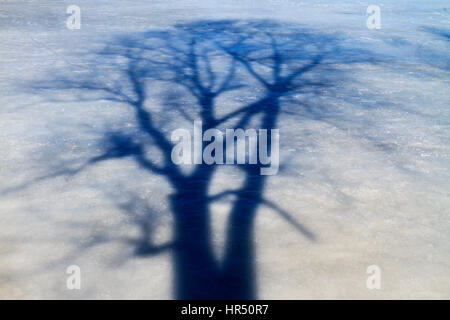 Schatten eines Baumes auf Eis, Bäume, Schatten und Silhouetten Bäume, einsamer Baum, ein sonniger Tag, Zweige Stockfoto