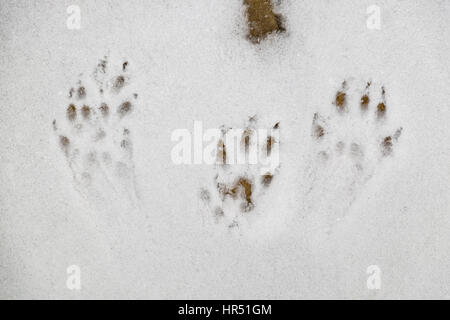 Europäische Eichhörnchen Fußspuren im Schnee Stockfoto