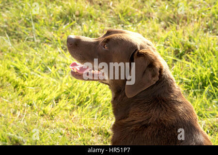 Ein glücklich und lächelnd Schokolade farbigen Labrador Retriever sonnt sich in der Sonne in einem Park. Stockfoto