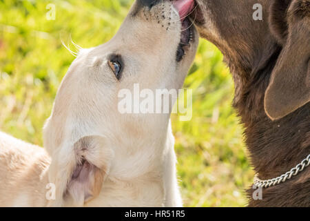 Niedlicher Labrador Retriever Welpe leckt einen Erwachsenen Hund liebevoll am Kinn, in einer Show von Liebe und Emotionen. Stockfoto