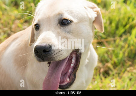 Nahaufnahme Bild des Gesichts und Leiter eines glücklich aussehende Labrador Retriever Welpen. Stockfoto