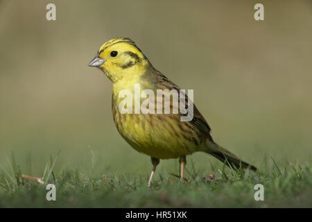 Goldammer, Emberiza Citrinella Männchen im Sommer Gefieder Seaching auf dem Boden nach Nahrung Stockfoto