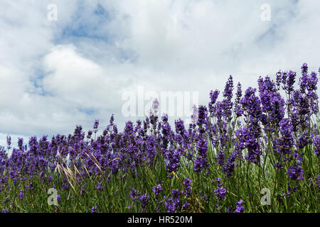 Lavendel-Feld in Somerset, England Stockfoto