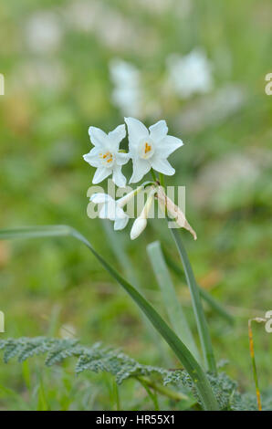 Paperwhite Narzissen, Osterglocken, Wildpflanzen, Narcissus Papyraceus, Andalusien, Spanien Stockfoto