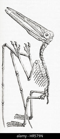 Fossil von einem Pterodactylus, ausgestorben fliegenden Reptilien-Gattung der Pterosaurier.   Aus Meyers Lexikon veröffentlicht 1927. Stockfoto