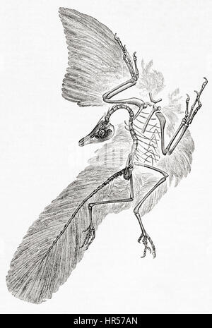 Ein Archaeopteryx gefiederten Gattung vogelähnliche Dinosaurier, die Übergangszeit zwischen nicht-Vogel ist, Dinosaurier und Vögel.  Aus Meyers Lexikon veröffentlicht 1927. Stockfoto