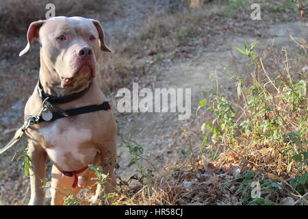 Amerikanischer Staffordshire-Terrier. Pitbull Stockfoto