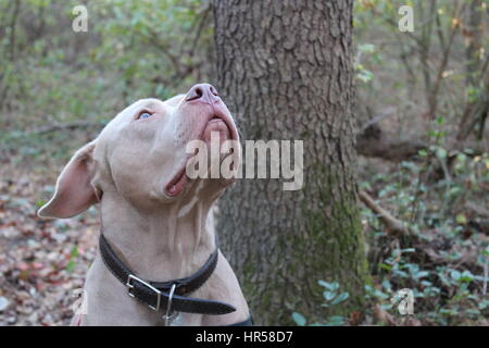 Amerikanischer Staffordshire-Terrier. Pitbull Stockfoto