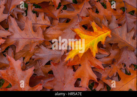 Gelbe Eichenblatt sitzen auf einem Bett aus braunen Eichenlaub. Stockfoto