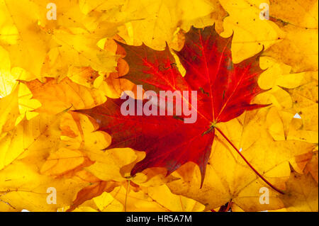 Rotes Ahornblatt auf gelben Ahorn Blätter im Studio. Stockfoto