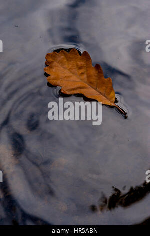 Eichenblatt auf einem Teich schwimmen Stockfoto