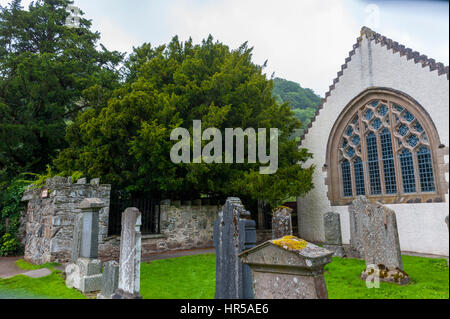 Die Fortingall Eibe in den Kirchhof Fortingall Kirche. 5000 Jahre alt ist es möglicherweise die älteste lebende Sache in Europa. Stockfoto