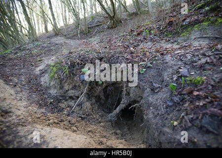 Dachsbau, Eingang Zum Bau Eines Dachs, Höhleneingang, Dachs-Bau, Meles Meles, alten Welt Dachs, Dachs, Dachs set-, Dachs, Set, Dachs Sett, Abzeichen Stockfoto