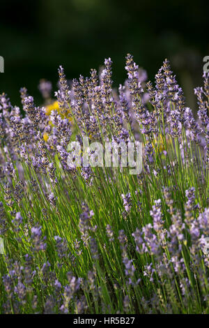 Echter Lavendel, Schmalblättriger Lavendel, Lavandula Angustifolia, Lavandula Officinalis, Lavandula Vera, Lavendel, gemeinsame Lavendel, echter Lavendel, n Stockfoto