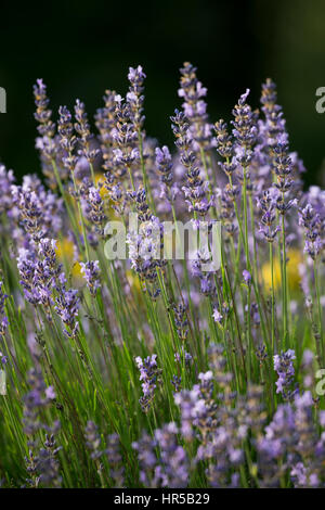 Echter Lavendel, Schmalblättriger Lavendel, Lavandula Angustifolia, Lavandula Officinalis, Lavandula Vera, Lavendel, gemeinsame Lavendel, echter Lavendel, n Stockfoto