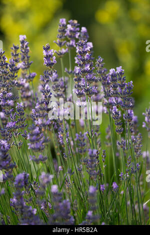 Echter Lavendel, Schmalblättriger Lavendel, Lavandula Angustifolia, Lavandula Officinalis, Lavandula Vera, Lavendel, gemeinsame Lavendel, echter Lavendel, n Stockfoto