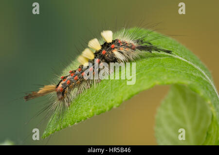 Schlehenspinner, Raupe, Schlehen-Spinner, Kleiner Bürstenspinner, Schlehen-Bürstenspinner, Orgyia Antiqua, Orgyia Recens, Vapourer Motte, gemeinsame Dampf Stockfoto