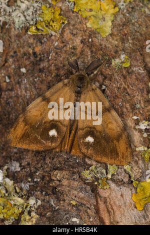 Schlehenspinner, Männchen, Schlehen-Spinner, Kleiner Bürstenspinner, Schlehen-Bürstenspinner, Orgyia Antiqua, Orgyia Recens, Vapourer Motte, gemeinsame vap Stockfoto