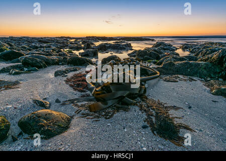 Big Bay bei Sonnenuntergang mit Fels-Pools, Kieselsteinen und Kelp Seetang, Bloubergstrand, Kapstadt Stockfoto
