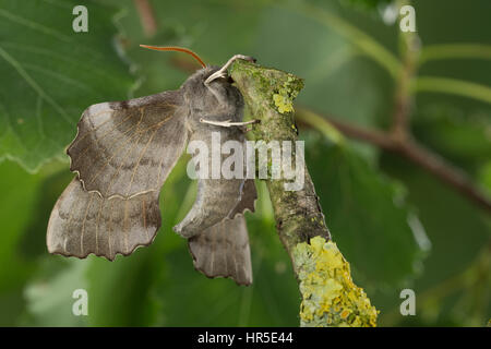 Pappelschwärmer, Pappel-Schwärmer, Laothoe Populi, Sphinx Populi, Pappel Hawk-Moth, Pappel Hawkmoth, Le Sphinx du Peuplier, Schwärmer, Sphingidae, Haw Stockfoto