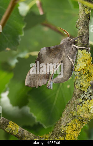 Pappelschwärmer, Pappel-Schwärmer, Laothoe Populi, Sphinx Populi, Pappel Hawk-Moth, Pappel Hawkmoth, Le Sphinx du Peuplier, Schwärmer, Sphingidae, Haw Stockfoto