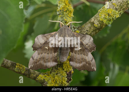 Pappelschwärmer, Pappel-Schwärmer, Laothoe Populi, Sphinx Populi, Pappel Hawk-Moth, Pappel Hawkmoth, Le Sphinx du Peuplier, Schwärmer, Sphingidae, Haw Stockfoto